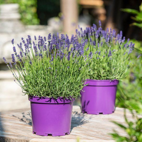 Lavendelplante