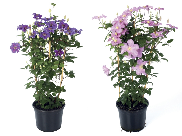 Clematis on Trellis
