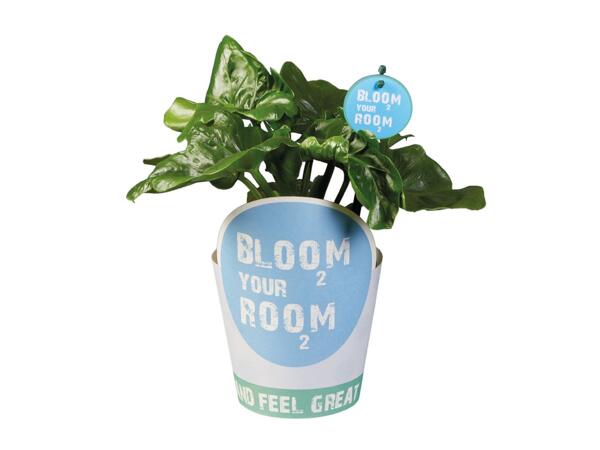 Indoor Plants