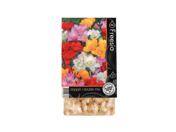Premium Flowering Bulbs