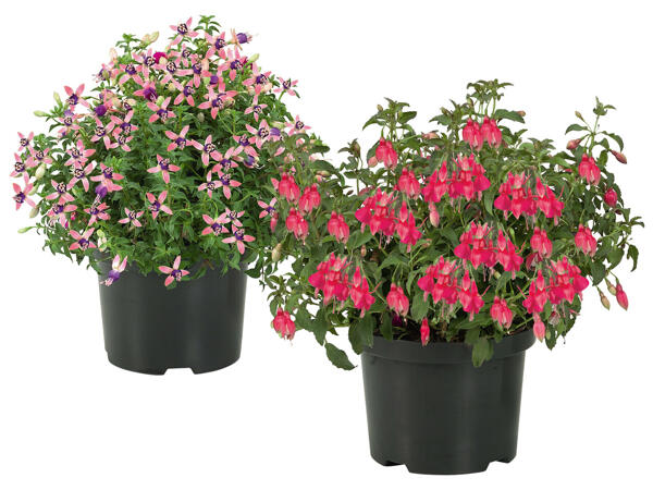 Fuchsien