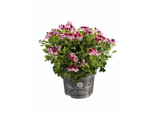 Pelargonie