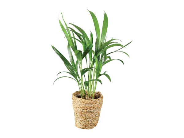 Green plants