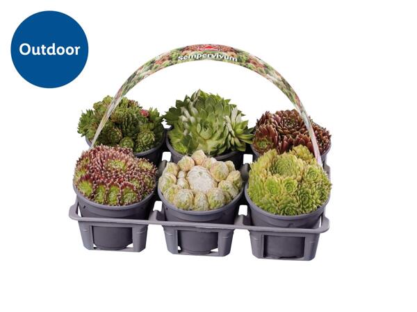 Sempervivum Mixed