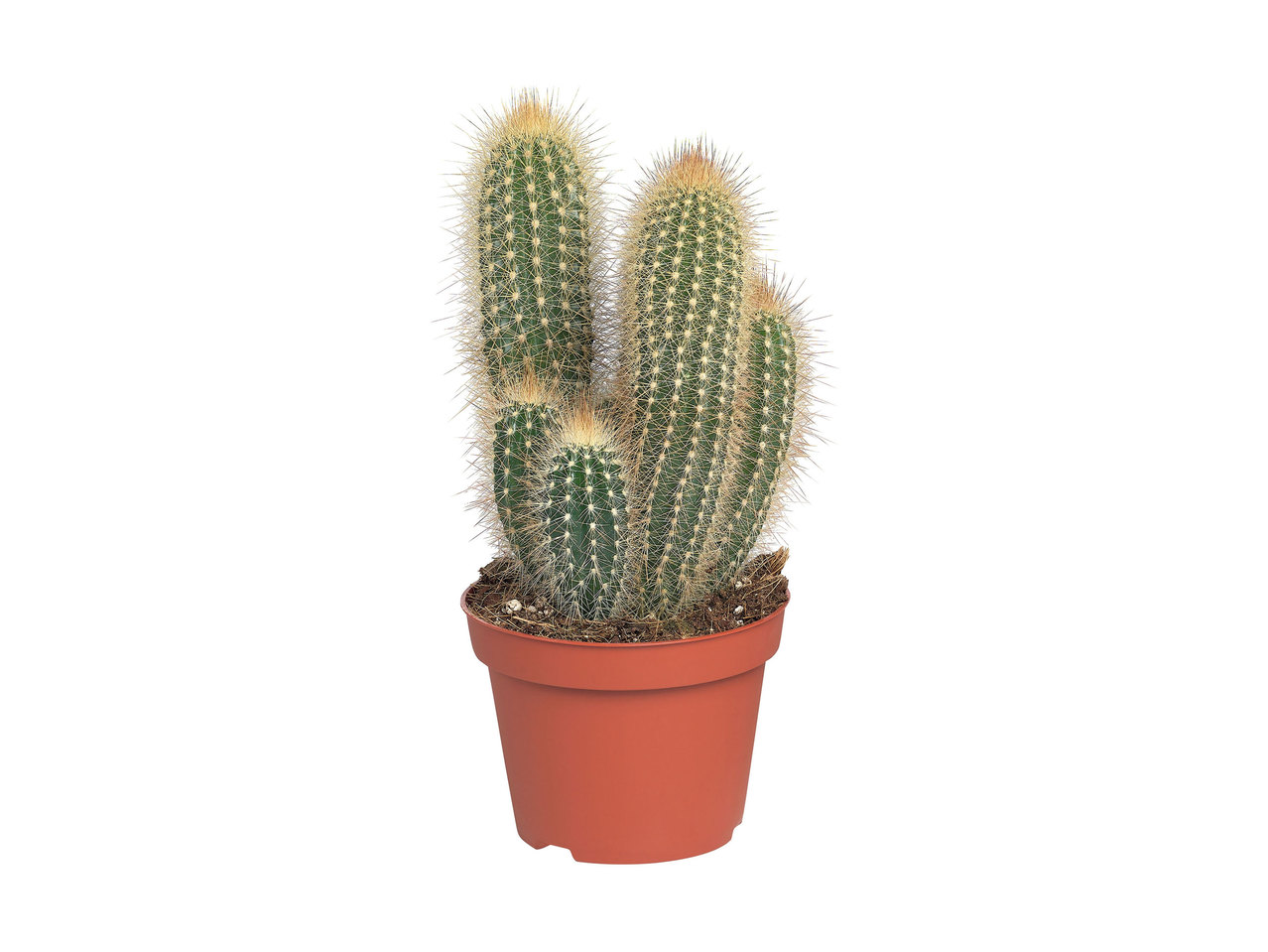 Cactus and Succulents1