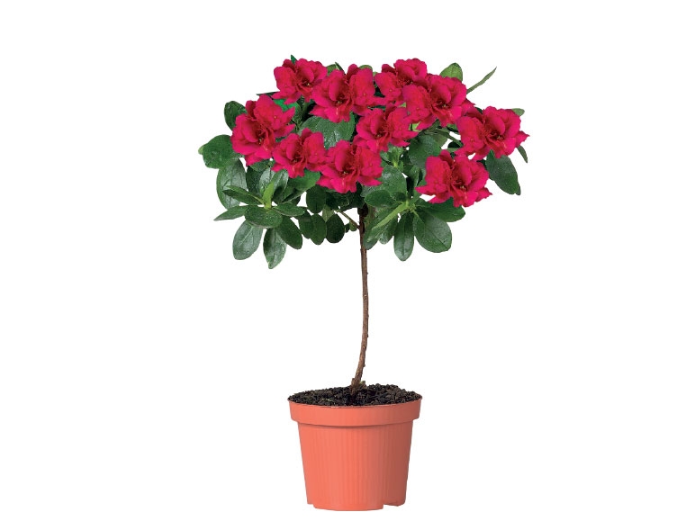 Azalea