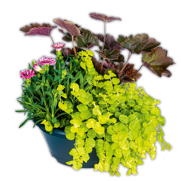 Trio Herbst Mix XL