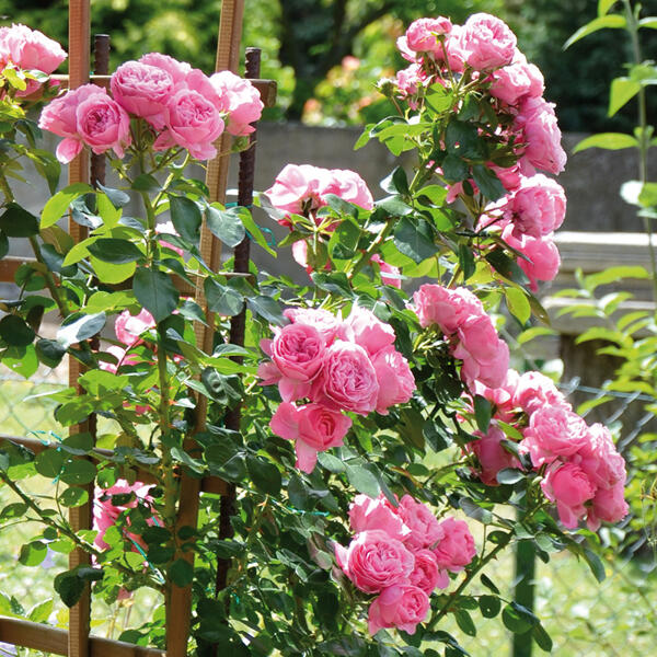 Gartenrosen