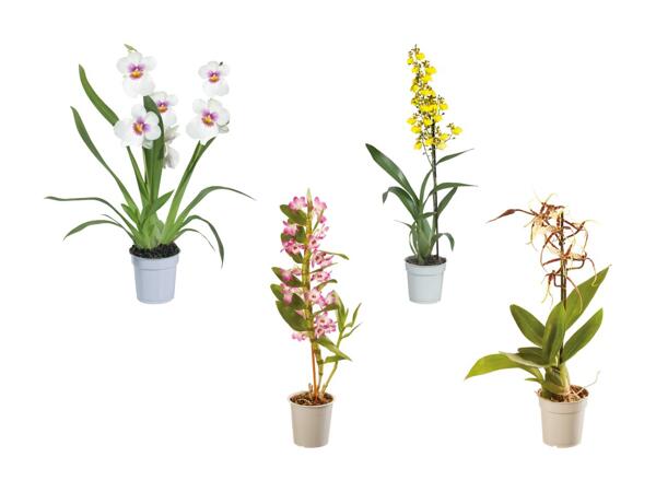 Orchidées