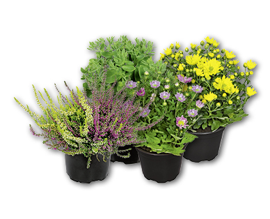 Classiques de l'automne GARDENLINE(R)
