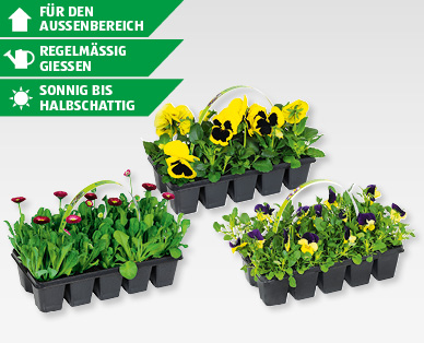 Beetpflanzen Frühlingsmix