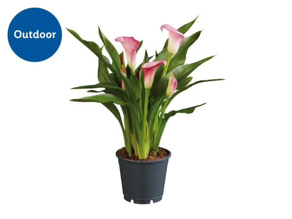 Calla Lilies
