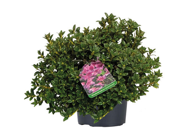 Dværg Rhododendron