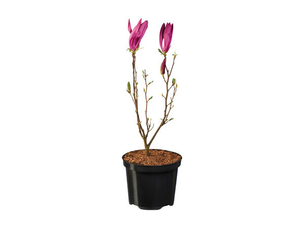 Magnolia