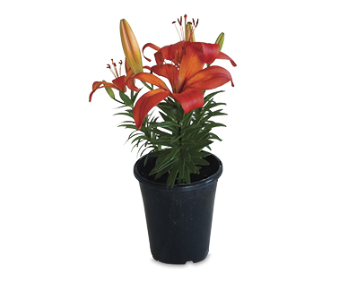 Asiatic Lilium 140mm