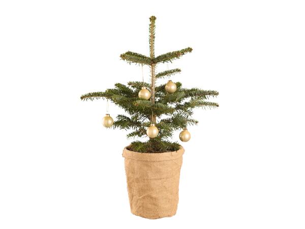 Apartment Christmas Tree