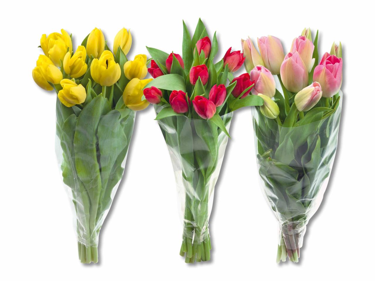 Tulipes