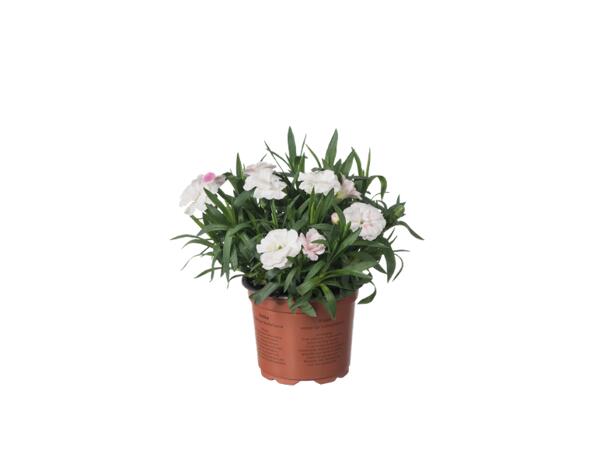 Carnations "Dianthus"