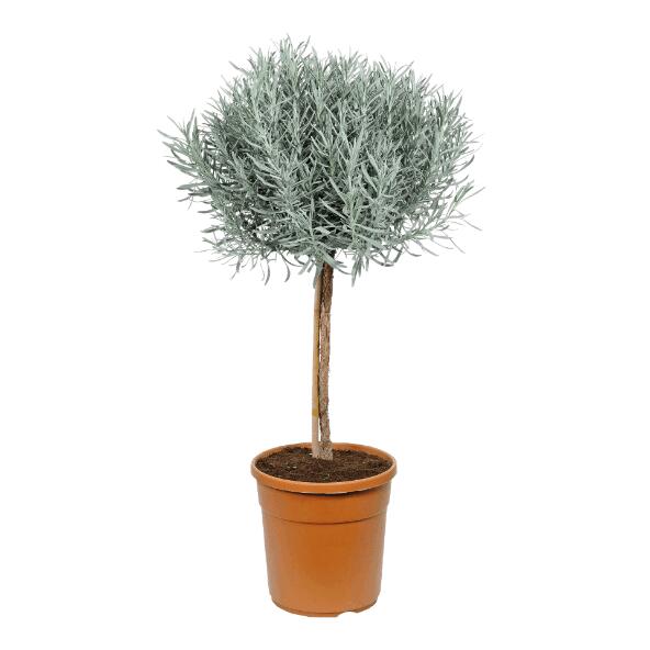 Mediterraan boompje