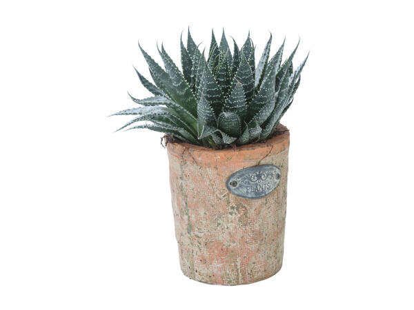 Succulents