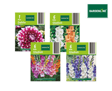 Assorted Dahlia and Gladioli Packet Bulbs