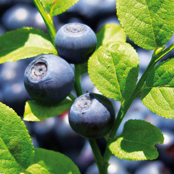 Blaubeere