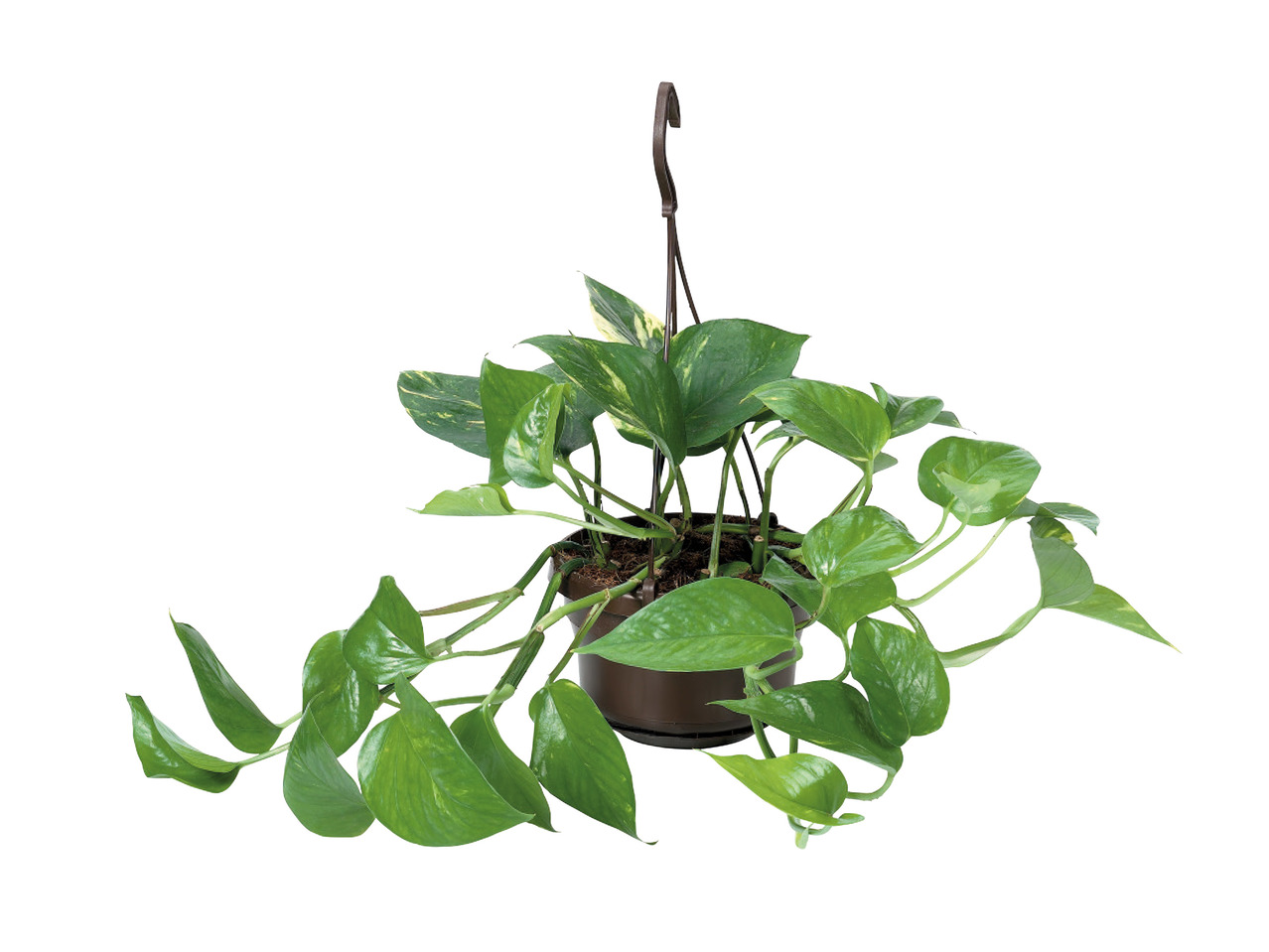 Indoor Hanging Basket1