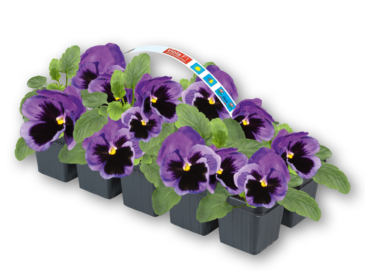 Forårsblomster i 10'er bakke