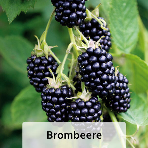 Niedrigwachsende Beerensträucher