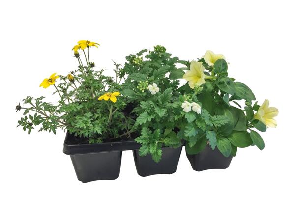 Bedding Plants