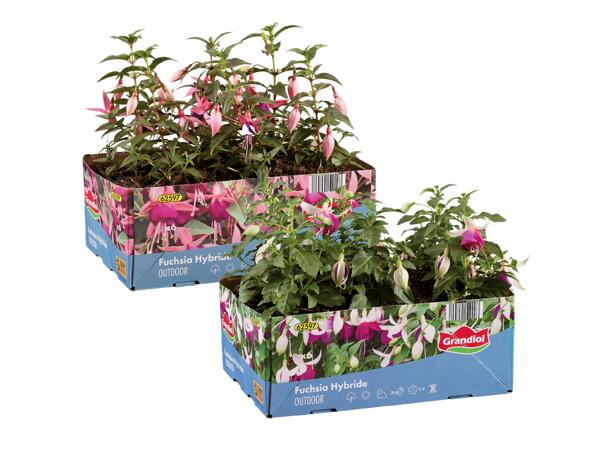Fuchsias