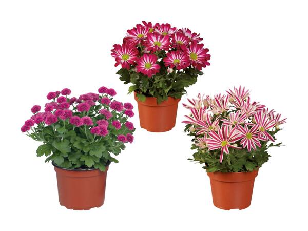Chrysanthème Multiflora