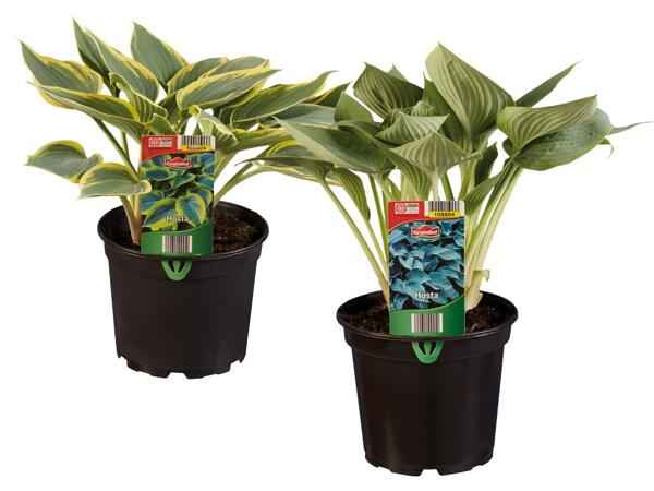 Hosta