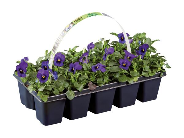Forårsblomster