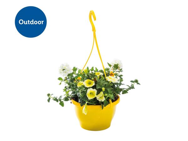 Colourful Hanging Baskets