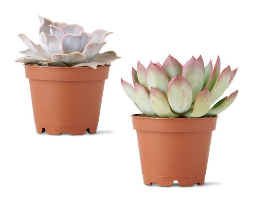 Mini Succulent Assorted Varieties