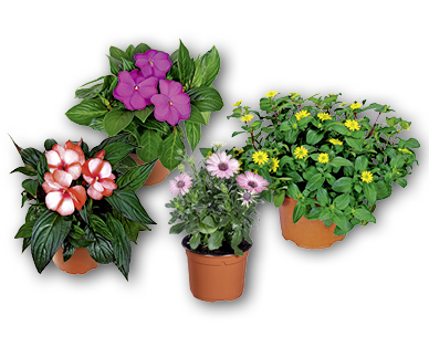 Plantes colorées de plate-bandes