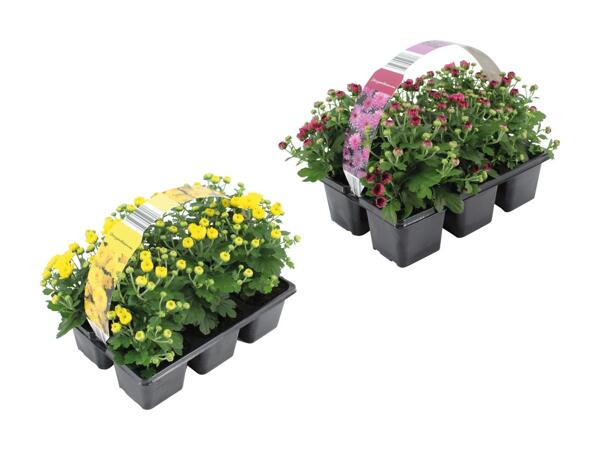 Chrysanthèmes