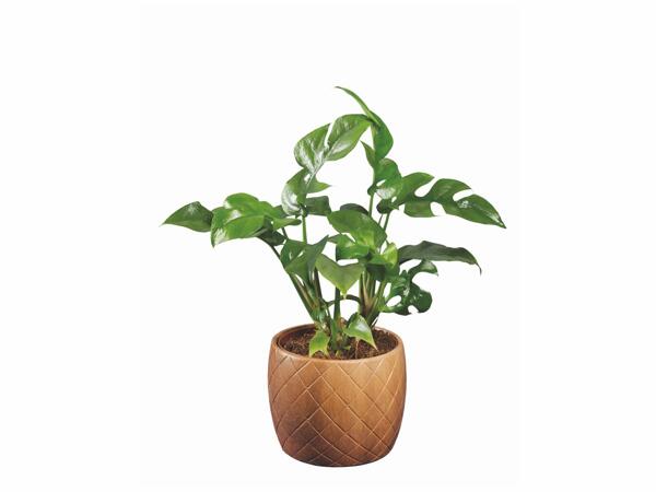 Plante verte en pot céramique ton bois