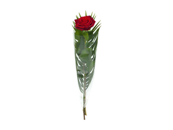Single Rose