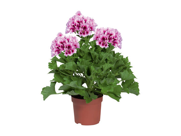 Pelargonium Grandiflorum