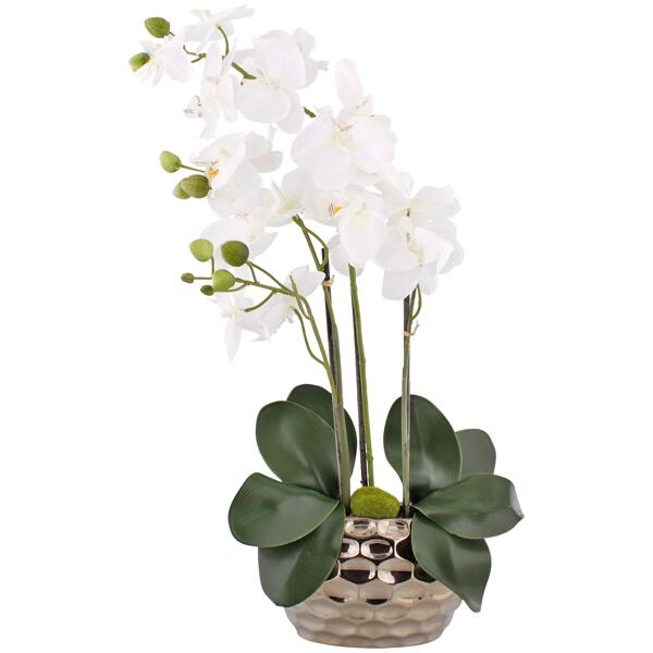 Orchidée en pot