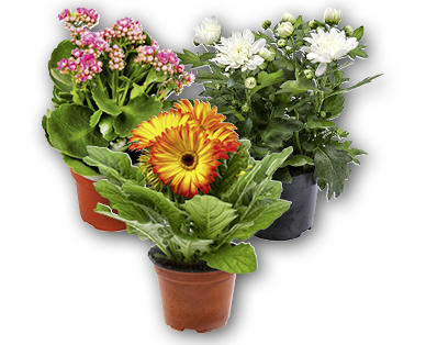 Mix di fiori estivi