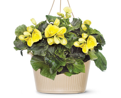 10" Hanging Basket
