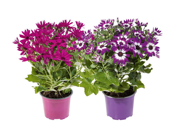 Teneriffa Aster