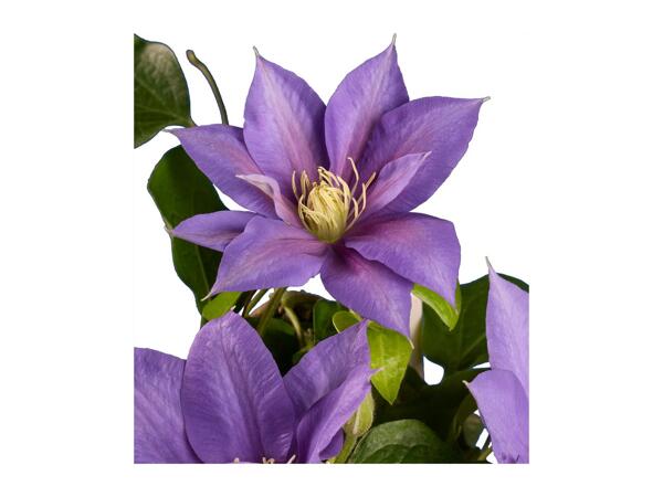 Climbers & Clematis