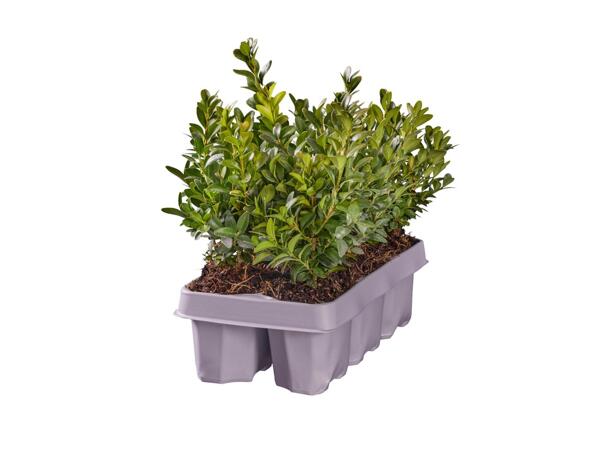 Buxus