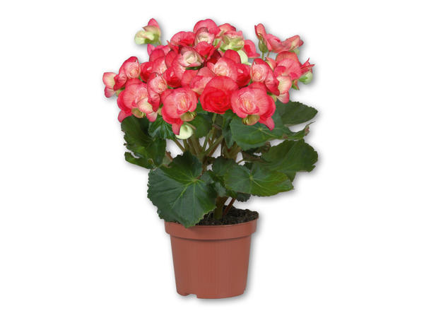 Begonia