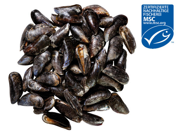 Frische MSC-Miesmuscheln