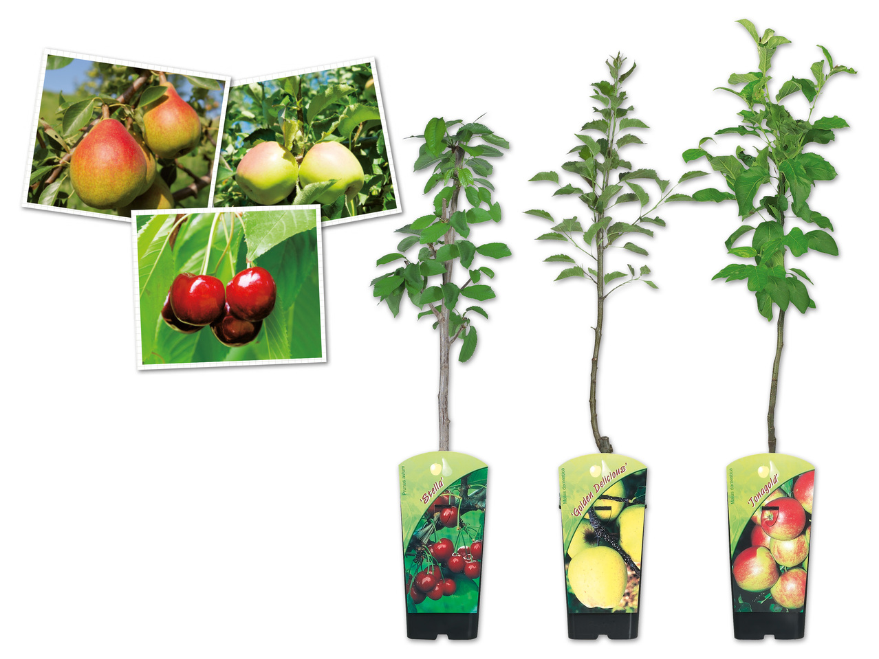 Zwergobstbaum